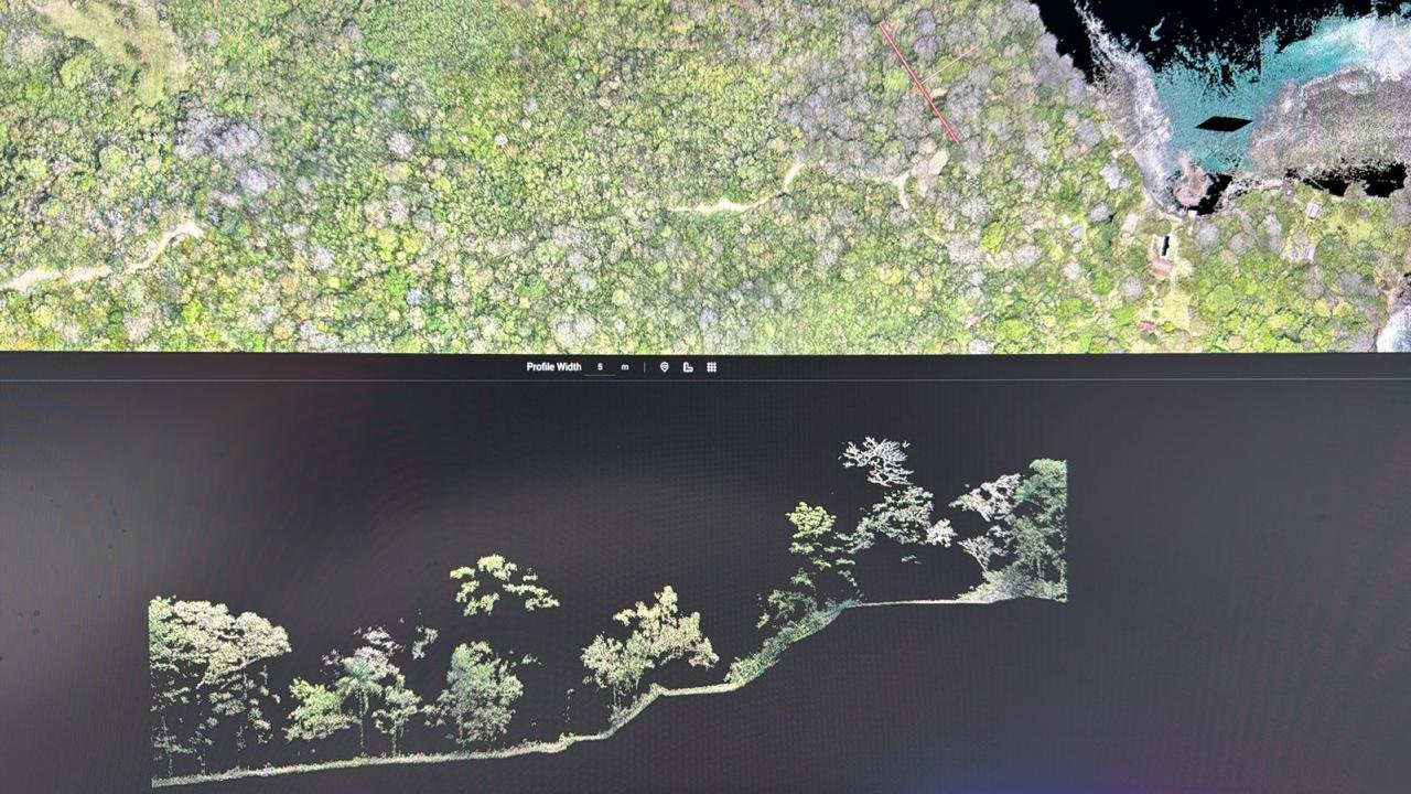 Corte de perfil mostrando una sección transversal del terreno bajo la vegetación.